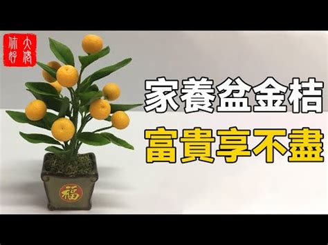 金棗樹風水